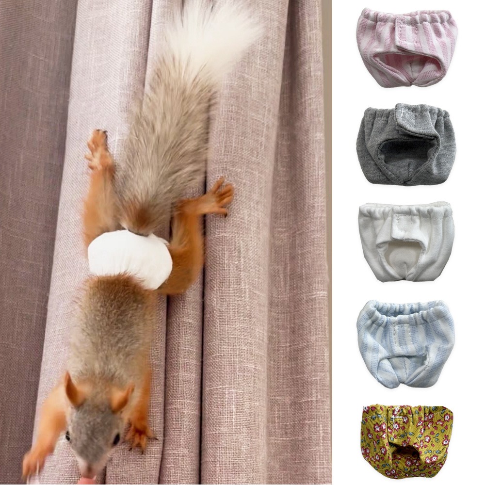 흡수성 다람쥐 기저귀, 새지 않는 통기성 애완동물 생리 - Period Panty Absorbent 리뷰 및 가격